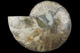 Cut Ammonite Fossil (Half) - Agatized #97757-1